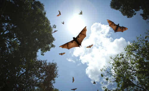 A flying fox colony has taken up residence on a private property in Bargara A flying fox colony has taken up residence on a private property in Bargara